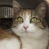 MINETTE
