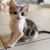 PRINCE