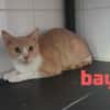 BAYA
