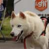 LASKA