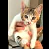 Artémis [Chaton]
