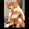 Ed [Chaton]