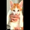 Sheeran [Chaton]