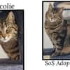 ANCOLIE