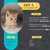 Arya, la belle minette