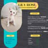 Lily Rose, la douce peluche