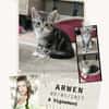Arwen