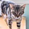 Sanfte, freundliche Katze Marta