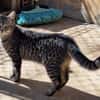 Junge, fröhliche Katze Tirana