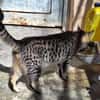 Junge, fröhliche Katze Tirana