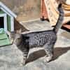 Junge, fröhliche Katze Tirana