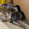 Junge, fröhliche Katze Tirana