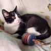Verschmuster Kater Lyon