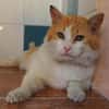Freundlicher Kuschelkater Dolar