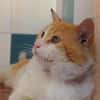 Freundlicher Kuschelkater Dolar