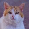 Freundlicher Kuschelkater Dolar
