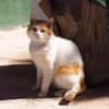 Freundlicher Kuschelkater Dolar