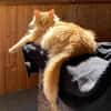 Cherry sucht dringend ihre Familie!