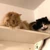 Cherry sucht dringend ihre Familie!