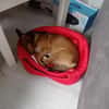 Frodo sucht ein neues Zuhause