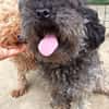 Liebenswerte Grey sucht Familie