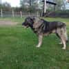 Lino-Kaukasischer Schäferhund