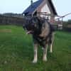Lino-Kaukasischer Schäferhund