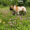Coco - erwachsener French Bully