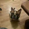 Coco - erwachsener French Bully
