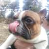 Coco - erwachsener French Bully