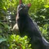 Hübsche Katze Noa