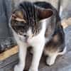 Lebensfrohe Katze Miteka