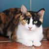 Liebevolle Katzenmama Estela