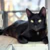 Hübsche, menschenbezogene Katze Cleo