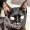 Hübsche, menschenbezogene Katze Cleo