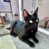 Hübsche, menschenbezogene Katze Cleo