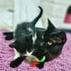 Hübsche, menschenbezogene Katze Cleo
