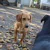 Cooper ist ein Schatz