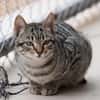 Liebe, junge Kater Lolo und Lucifer