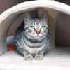Liebe, junge Kater Lolo und Lucifer