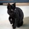 Liebe, junge Kater Lolo und Lucifer
