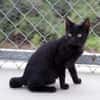 Liebe, junge Kater Lolo und Lucifer