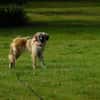 Kuschelfan Timea sucht ihre Familie