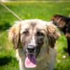 Kuschelfan Timea sucht ihre Familie