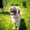 Kuschelfan Timea sucht ihre Familie