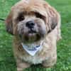 Pipi -Traumhund sucht Top-Zuhause
