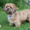 Pipi -Traumhund sucht Top-Zuhause