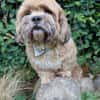 Pipi -Traumhund sucht Top-Zuhause