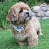 Pipi -Traumhund sucht Top-Zuhause
