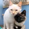 Verschmuste Siam-Mix-Katzen Magic&Lesly